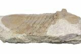 Bargain, Pseudobasilicus Lawrowi Trilobite - Russia #363166-3